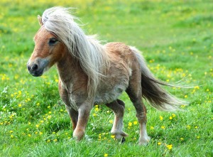 cool-pony